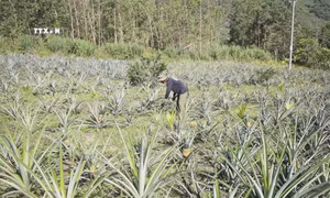 Trồng dứa giúp đồng bào dân tộc thiểu số huyện miền núi Sơn Tây thoát nghèo