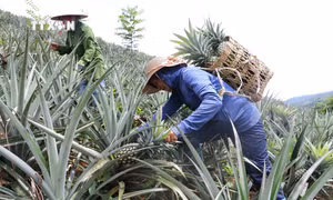 Người dân vùng biên Mường Nhà thoát nghèo nhờ dứa mật
