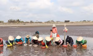 Tiền Giang nâng giá trị cho nghêu thương phẩm 