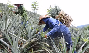 Người dân vùng biên Mường Nhà thoát nghèo nhờ dứa mật