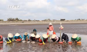 Tiền Giang nâng giá trị cho nghêu thương phẩm 