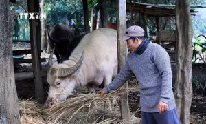 Sơn La có nhiều biện pháp chống đói, rét cho đàn vật nuôi