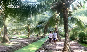 Trà Vinh phát triển hơn 27.500 ha vườn dừa