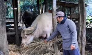 Sơn La có nhiều biện pháp chống đói, rét cho đàn vật nuôi
