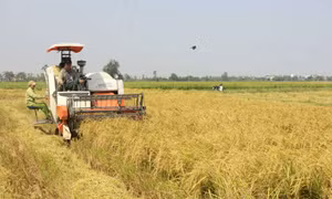 Sớm bố trí quỹ đất hợp lý cho cây vụ Đông