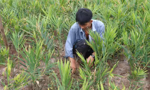 Tiền Giang chuyển đổi gần 4.900 ha đất trồng lúa kém hiệu quả