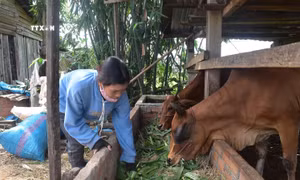 Hiệu quả từ những chương trình hỗ trợ giảm nghèo tại huyện biên giới Ea Súp