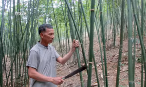 Nhiều hộ dân ở Thanh Hóa giảm nghèo nhờ trồng cây vầu