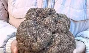 Phát hiện nấm Truffle khổng lồ ở Vân Nam, Trung Quốc