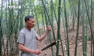 Nhiều hộ dân ở Thanh Hóa giảm nghèo nhờ trồng cây vầu