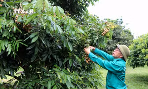 Thương binh Trần Mạnh Mật - Tấm gương về ý chí và nghị lực cho lớp trẻ noi theo