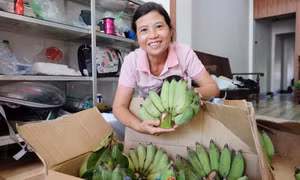 Đồng bào huyện miền núi Sơn Tây thoát nghèo nhờ cây chuối mốc