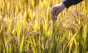 Trung Quốc hoàn thành bản đồ biến đổi gene của cây lúa