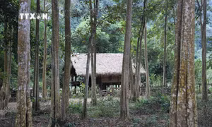 Đồng bào Thái ở Na Kho chung tay bảo vệ rừng săng lẻ