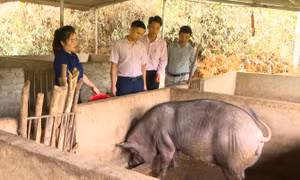 Thiết thực hỗ trợ vốn cho phụ nữ vùng cao tỉnh Điện Biên phát triển kinh tế, thoát nghèo bền vững