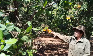 Liên kết tạo vùng nguyên liệu cho ngành chế biến điều ở Bình Phước