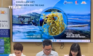 Khép kín chuỗi rong biển giá trị cao