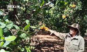 Liên kết tạo vùng nguyên liệu cho ngành chế biến điều ở Bình Phước