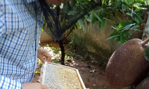 Nghề nuôi ong thay đổi cuộc sống đồng bào miền núi Nghĩa Đồng