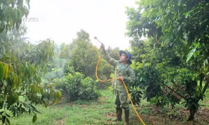 Giảm ô nhiễm qua sử dụng chế phẩm sinh học trong sản xuất nông nghiệp ở Gia Lai