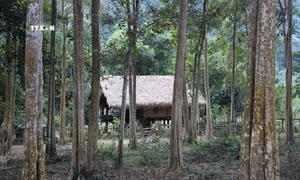 Đồng bào Thái ở Na Kho chung tay bảo vệ rừng săng lẻ