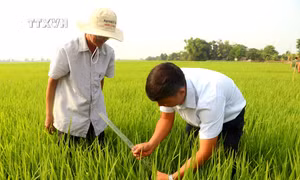Canh tác lúa tiết kiệm nước trước nắng nóng gay gắt ở Cần Thơ