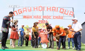 Ngày hội hái quả mận hậu Mộc Châu năm 2024