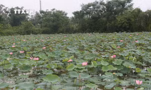 Khơi dậy tiềm năng du lịch, bứt phá kinh tế từ "văn hóa làng quê" ở huyện Nam Đàn