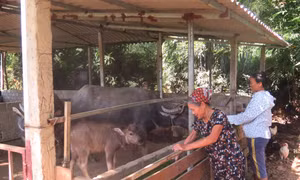 Tín dụng chính sách “trợ lực” cho người dân Tuyên Quang