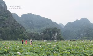 Mùa sen nở rộ hút khách đến vùng non nước Ninh Bình