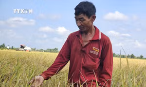 Đồng Tháp Mười - nửa thế kỷ bứt phá (Bài 2)