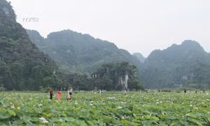 Mùa sen nở rộ hút khách đến vùng non nước Ninh Bình