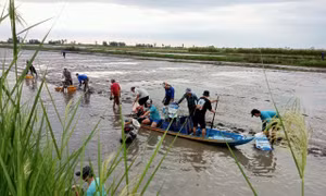 Người dân huyện Hồng Dân (tỉnh Bạc Liêu) thu hoạch tôm trên nền đất lúa. Ảnh: Chanh Đa-TTXVN