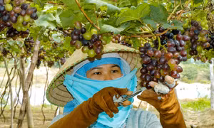 Chuyển đổi cơ cấu cây trồng ở các vùng đồng bào dân tộc thiểu số tỉnh Bình Thuận