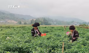 Khát vọng thoát nghèo dưới chân núi Hoàng Liên Sơn