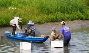 Nuôi xen canh thủy sản an toàn sinh học cho lợi nhuận cao tại Kiên Giang