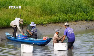 Nuôi xen canh thủy sản an toàn sinh học cho lợi nhuận cao tại Kiên Giang