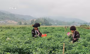 Khát vọng thoát nghèo dưới chân núi Hoàng Liên Sơn
