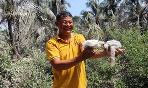 Du lịch sinh thái đặc biệt ở vùng Miệt Thứ