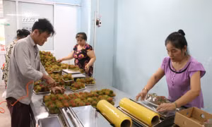 Sơ chế chôm chôm xuất khẩu ở Hợp tác xã nông nghiệp Phú Phụng, huyện Chợ Lách, tỉnh Bến Tre. Ảnh: Công Trí-TTXVN