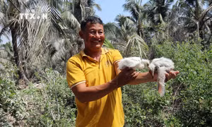 Du lịch sinh thái đặc biệt ở vùng Miệt Thứ