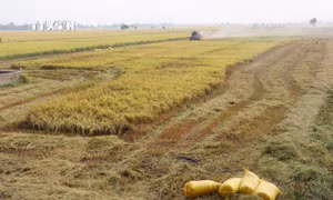 Luồng gió mới cho sản xuất lúa gạo
