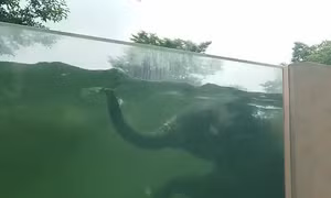 Phát hiện thú vị về khả năng bơi lội của loài voi