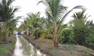 Trà Vinh cấp mã số vùng trồng, vùng nuôi nâng cao giá trị sản phẩm
