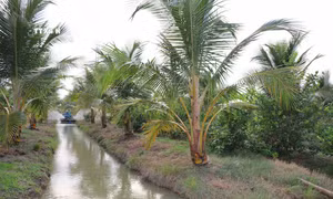 Trà Vinh cấp mã số vùng trồng, vùng nuôi nâng cao giá trị sản phẩm