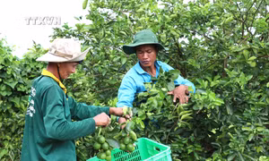 Liên kết trồng chanh không hạt xuất khẩu lãi hơn 400 triệu đồng/ha/năm ở Trà Vinh