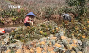 Gia tăng giá trị trái dứa Tiền Giang