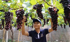 Anh Tống Minh Hoàng (xã Phước Thuận, huyện Ninh Phước) chăm sóc vườn nho Hạ đen. Ảnh: TTXVN phát