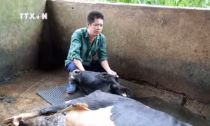 Tìm nguyên nhân bò chết hàng loạt ở Lâm Đồng