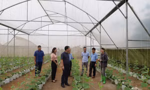 Các huyện vùng cao Thanh Hóa xóa đói, giảm nghèo bền vững